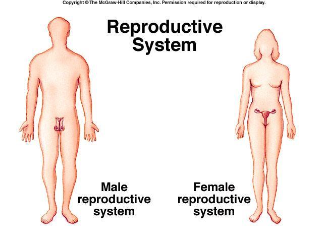 Reproductive Systems Internal and External