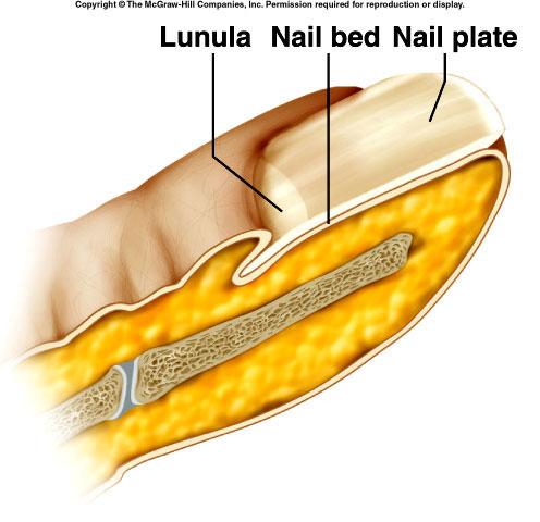 HAIR (aka Pili) and NAILS Both are accessory organs to the Skin 23 NAILS protective coverings