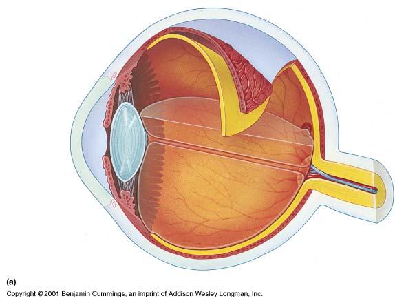 Anatomy of the Eye: The Vascular Tunic Ciliary body Choroid coat Iris Pupil Lens Suspensory ligament The Vascular tunic is the pigmented and vascular layer.