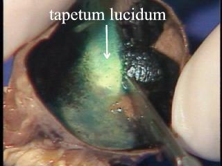 The Tapetum Lucidum Tapetum lucidum a reflective portion of of choroid in in eyes of of many animals.