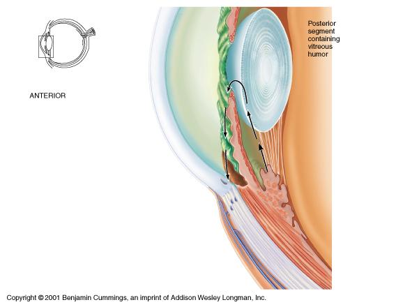 Lens Cornea Ciliary body: ciliary processes ciliary muscles Lens capsule Susensory ligament The lens is composed of proteins secreted by cells called lens fibers.
