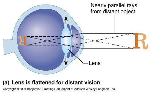 Focusing for Distant Objects Distant objects reflect light in rays that are nearly parallel to one another.