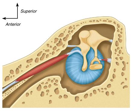 The Middle Ear View from the medial side Malleus Incus Stapes Tympanic membrane Tensor tympani muscle Footplate of stapes Eustachian canal Stapedius muscle In the middle ear magnified vibrations are