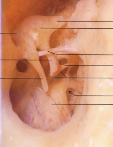 Middle Ear Cavity Malleus head Malleus handle Incus Chorda tympani Stapes Round window Tympanic membrane Here you see an actual photo of the middle ear cavity.