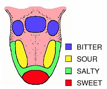 Flavour detection The tongue can only detect flavourful