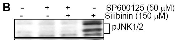 Silibinin activates JNK, which mediates caspase-2 activation, cytochrome C release and apoptosis Fig. 7.