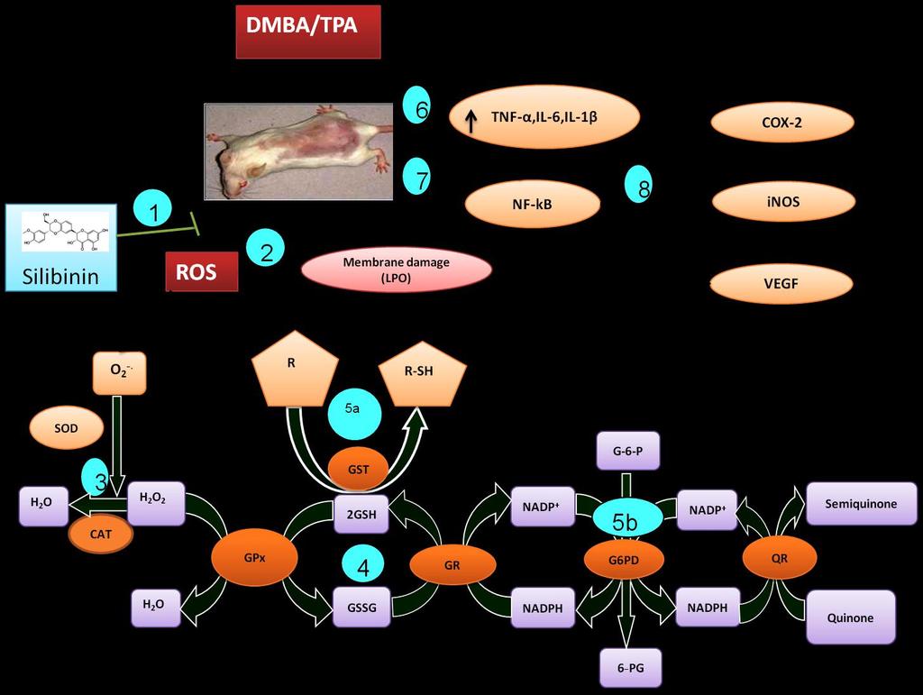 Graphical representation of the mechanism of action of silibinin on DMBA/TPA induced mouse