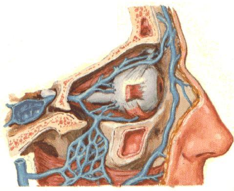 Supratrochlear a. Supra-orbital a. Lacrimal gland Sup.
