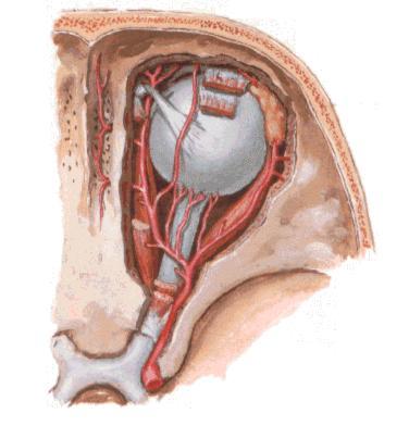 Cavernous sinus Post. ethmoidal a. Facial v. Lacrimal a.
