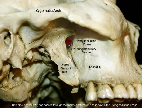 The Pterygopalatine fossa Inverted 'tear-drop' shaped space Between bones on