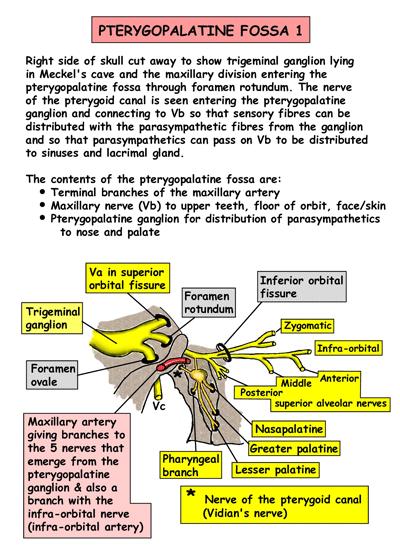 Maxillary Nerve and