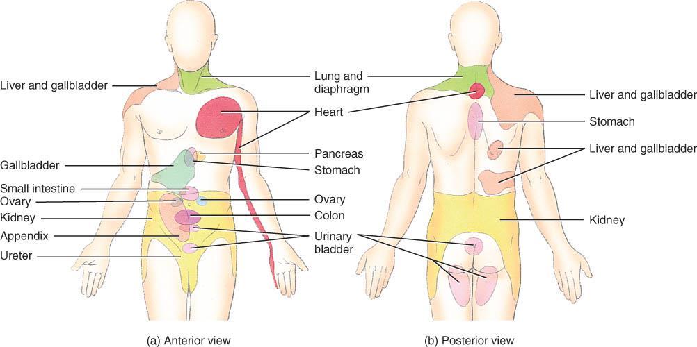 Referred pain o Visceral pain that is felt just deep to the skin overlying the stimulated organ or in a surface area far from the organ.