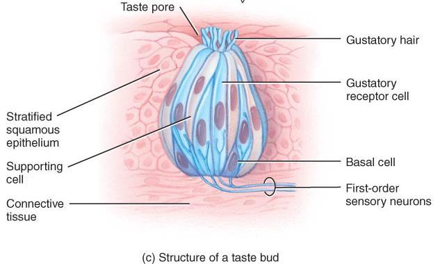 Anatomy of taste buds o An oval body consisting of 50 receptor cells