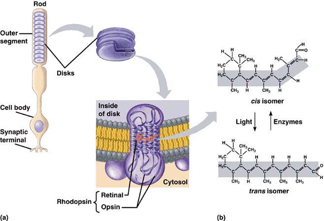 PHYSIOLOGY OF VISION o Photopigments: integral membrane proteins (opsin) + derivative of