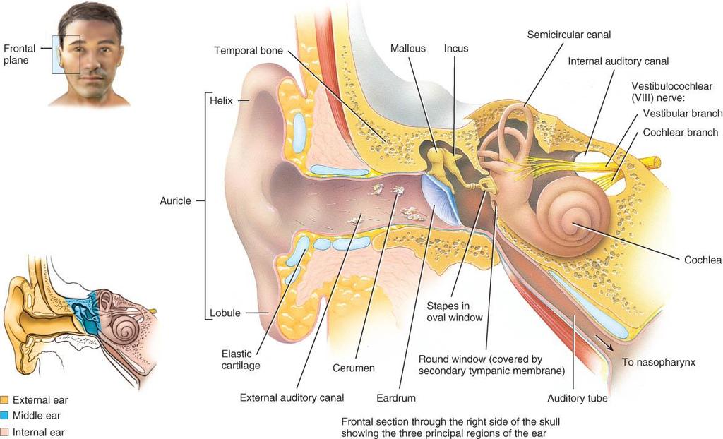 ANATOMY OF THE EAR REGION Endeavour