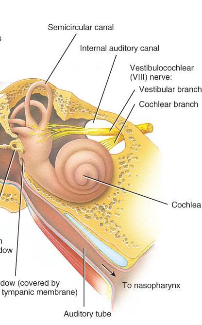 Nerve o Vestibulocochlear nerve CN VIII vestibular branch consists of 3 parts: ampullary, utricular, and saccular
