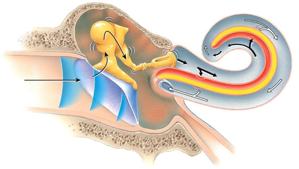 PHYSIOLOGY OF HEARING 1 2 3 4 4a 5 5 mikeclaffey.com 1. Auricle collects sound waves 2. Eardrum vibrates (e.g.