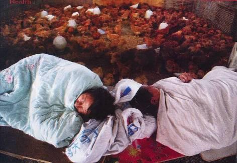 2003-2005 Avian Influenza A (H5N1) outbreak in humans Vietnam, Thailand, Cambodia 55 cases, 42 deaths Predominantly children and young adults.