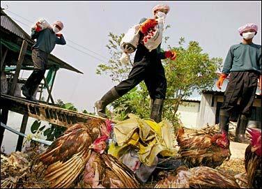 Avian Influenza A (H5N1) human infections: 2003-2008 Country Cases Deaths Azerbaijan 8 5 Cambodia 7 7 China 30 20 Djibouti 1 0 Egypt 47 20 Indonesia 132 107 Iraq 3