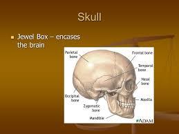 The cranium.. The brain is enclosed within the skull, which is a rigid box that protects it.