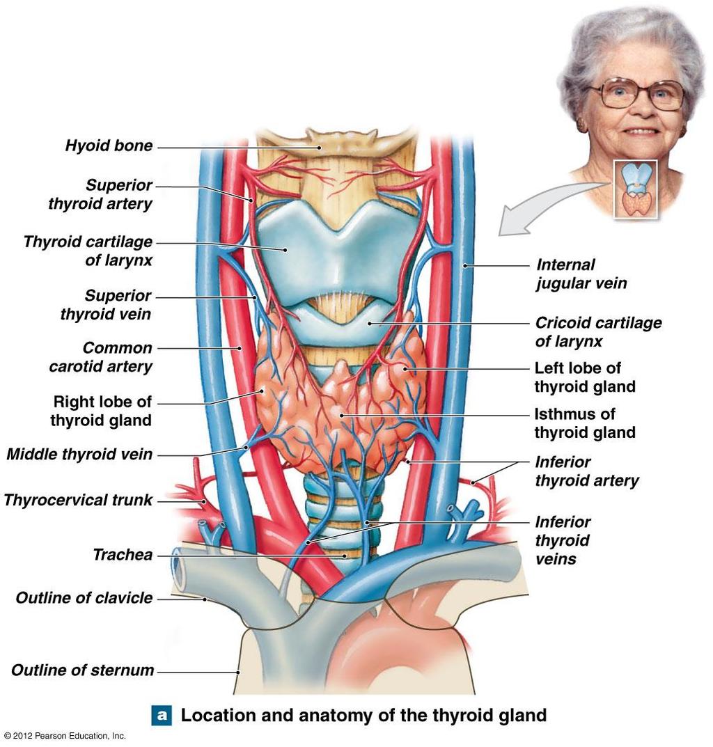 The Thyroid Gland The thyroid gland is on the anterior surface of the trachea Made of two lobes