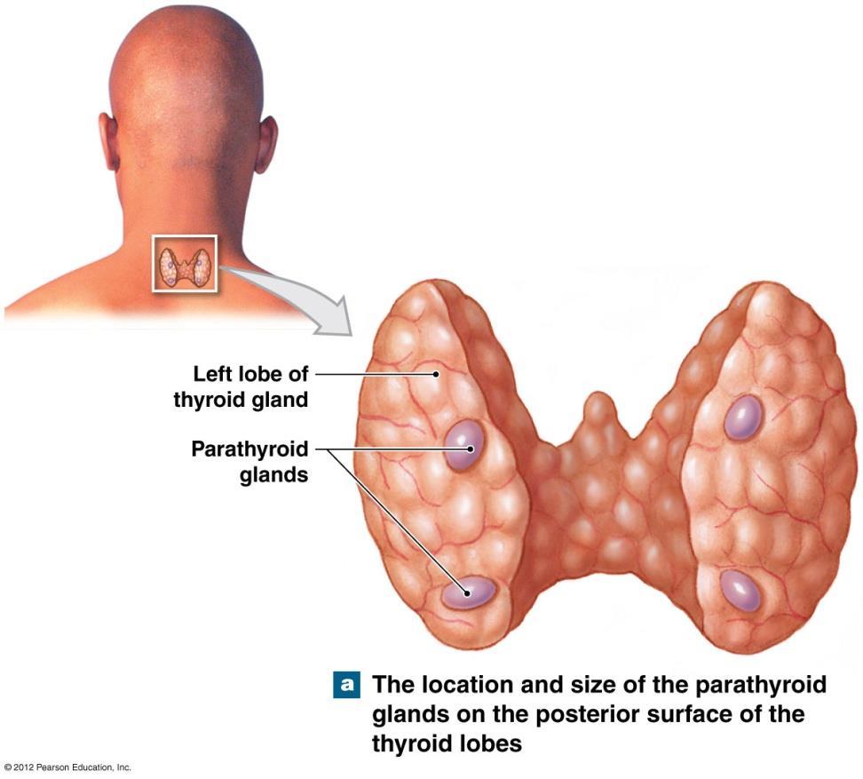 The Parathyroid Glands The parathyroid glands are located on the posterior portion of the thyroid