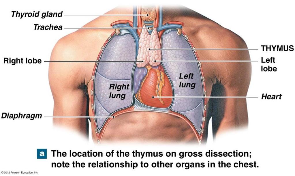 The Thymus Gland The thymus gland is posterior to the sternum Hormone