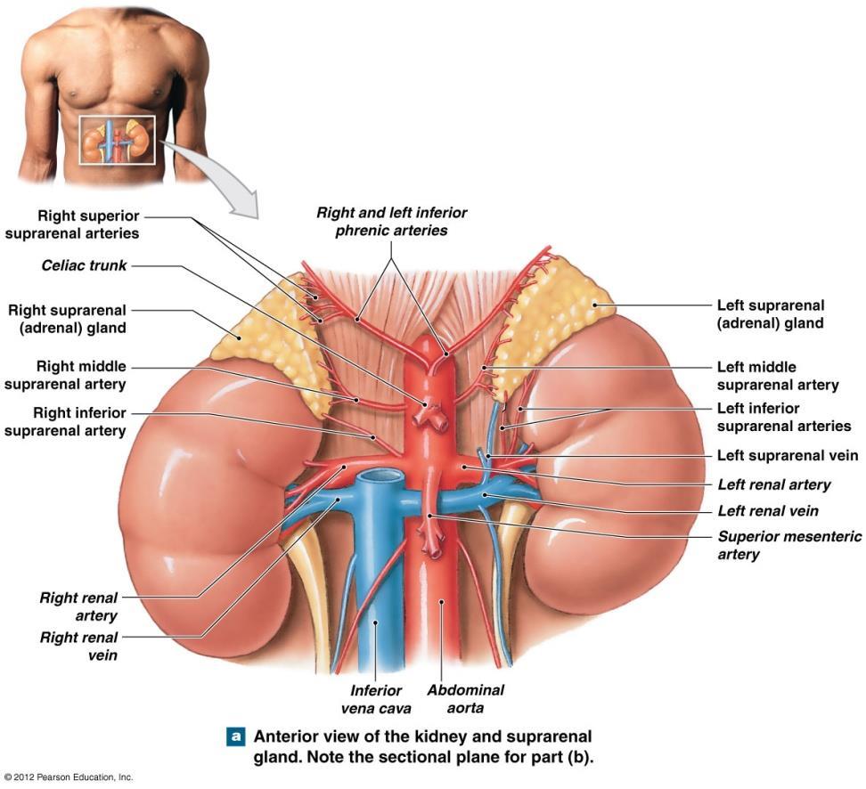 The Suprarenal Glands The suprarenal glands (adrenal