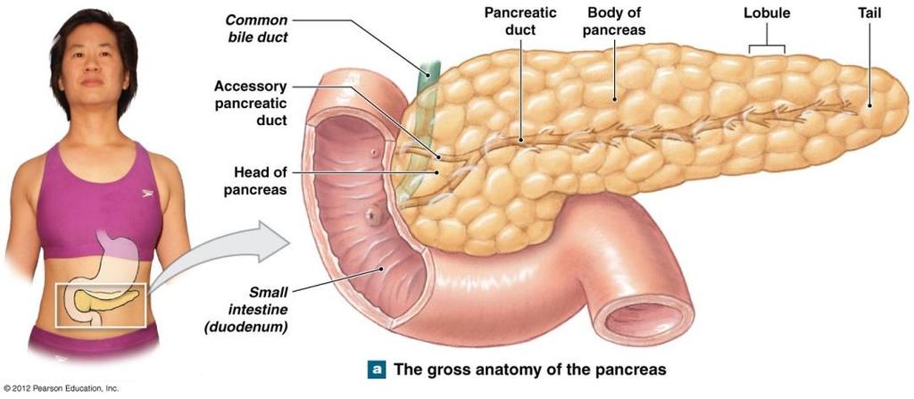 The Pancreas and Other Endocrine Tissues The pancreas is about 20 25 cm long The large rounded end connects to the duodenum of the small intestine The pointed tail extends