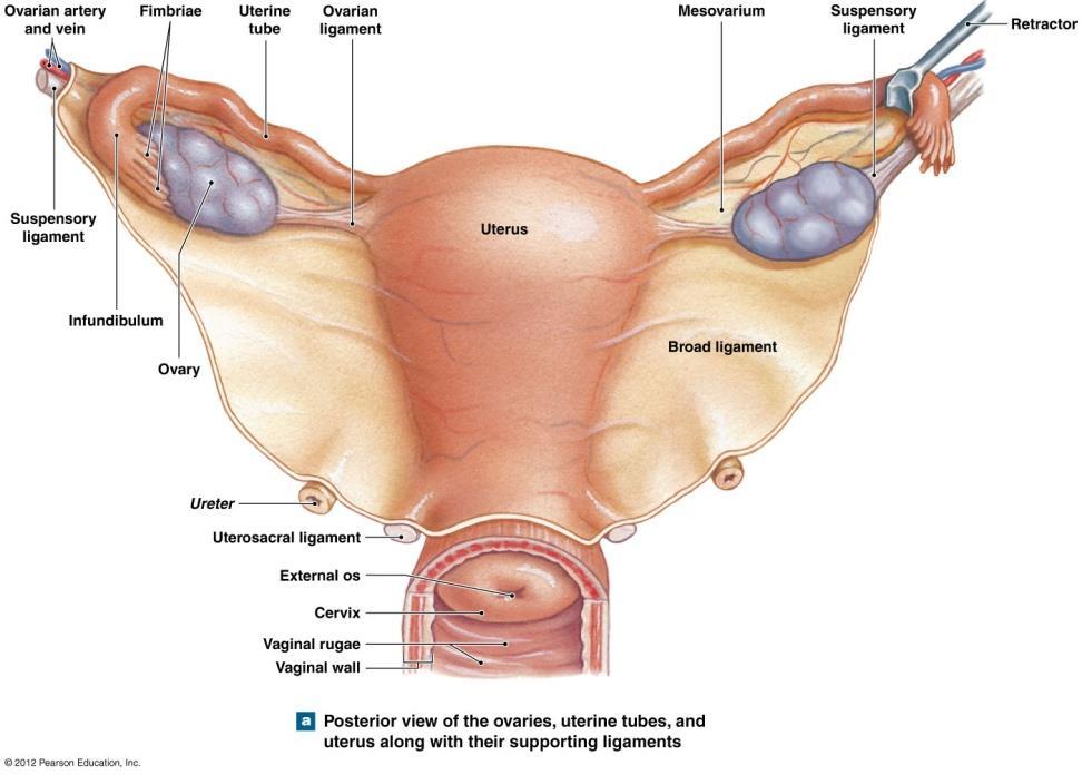 Endocrine Tissues of the Reproductive System Ovaries Oocytes maturate due to FSH Follicular cells produce estradiol Mature eggs are ovulated due to LH After ovulation,