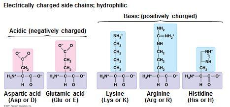 Hydrophilic: But