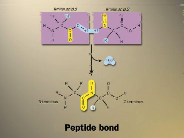 Building proteins Pep>de bonds covalent bond between NH 2 (amine) of one amino