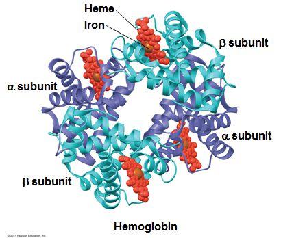 Quaternary Structure Hemoglobin is a globular protein