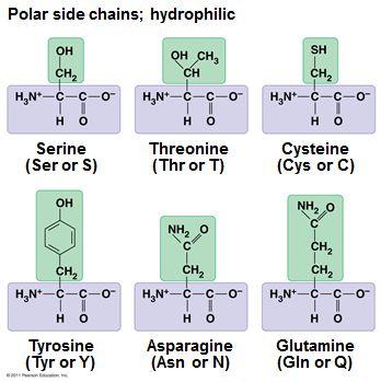 Hydrophilic: Therefore