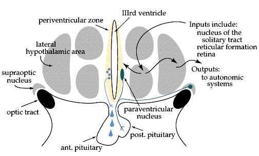 Specific Areas in the Hypothalamus Control Secretion of