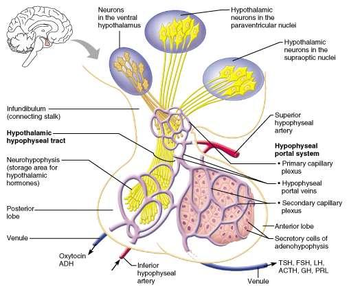 Hypothalamic-Hypophysial Portal Blood