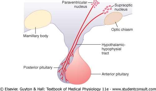 Posterior Pituitary Gland and Its Relation to the Hypothalamus Magnocellular neurons, located in the supraoptic