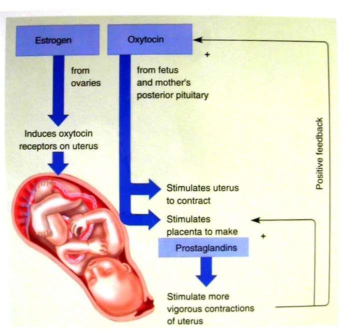 Oxytocin powerfully stimulates contraction of the pregnant uterus, especially
