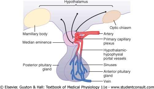 Anterior Pituitary Gland and
