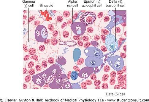 Cell Types of