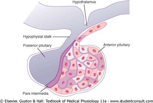 Embryologically, the two portions of the pituitary originate from different sources the posterior pituitary from a neural