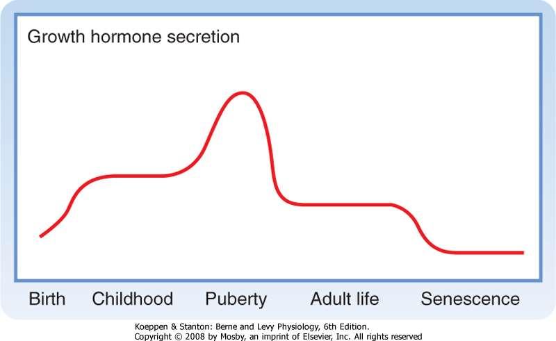 Lifetime pattern of GH secretion.