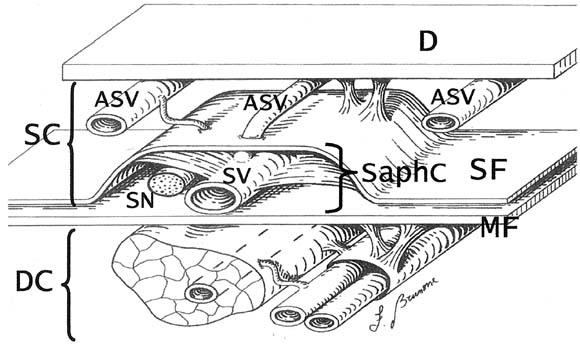 Compartments of the Thigh SC,