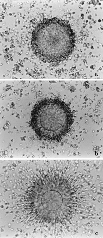 We evaluated the morphologic status of the oocytes immediately after vitrification and thawing, their maturation after culture for IVM, their fertilization and pronuclei (PN) formation after IVF, and