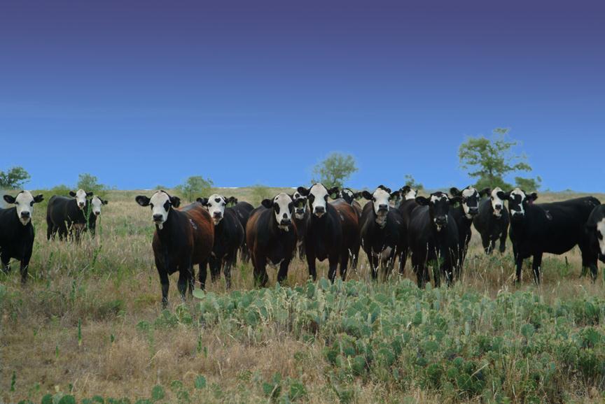 The US Cattle Embryo Transfer Industry Provides an
