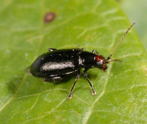 Flea beetles in