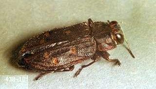 Buprestidae) Likely Chrysobothris