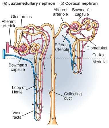 6. Define glomerular filtration? A.