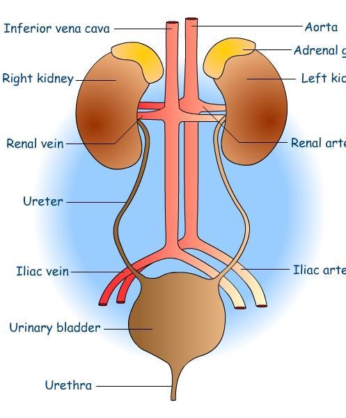 2. Ureters: tubes that carry urine from each kidney to the urinary bladder 3. Bladder: stores urine until it is released from the body 4.