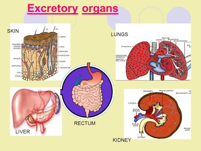 THE EXCRETORY SYSTEM AND THE DIGESTIVE SYSTEM Location: The location of the Excretory System Is the body.